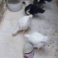 اردک