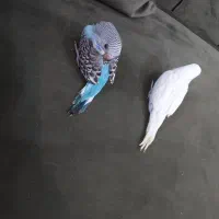 مرغ عشق