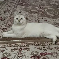 گربه بیریتیش