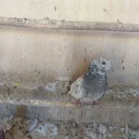 کبوتر‌جوجه‌‌|پرنده|قم, نیروگاه|دیوار