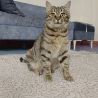 واگذاری گربه