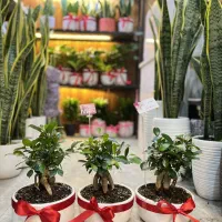 گل بنسای درختچه بنسای گل آپارتمانی