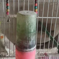 تعدادی پرنده با قیمت مناسب به فروش میرسد|پرنده|مشهد, جاهد شهر|دیوار