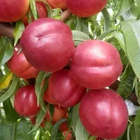 خرید اینترنتی انواع نهال پیوندی با اصالت وصنوبر