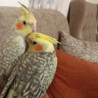 دوعددعروس هلندی نر ۳ماهه