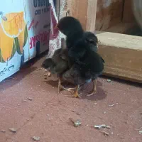 جوجه لاری|حیوانات مزرعه|قیدار, |دیوار