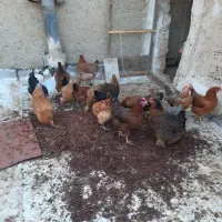 مرغ تخمگذار گلپایگان