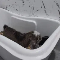 بز پاکستانی اوزون گولاخ|حیوانات مزرعه|مشگین شهر, |دیوار