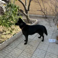 بلک ژرمن تربیت شده