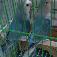 کوتوله برزیلی معاوضه با عروس هلندی