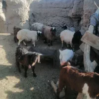 فروش تعدادی بز و بره|حیوانات مزرعه|بیرجند, |دیوار