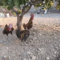 تعدادی خروس محلی اصل گلین