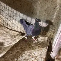 کفتر فروشی کرمونی|پرنده|مشهد, کارمندان دوم|دیوار