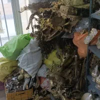 جمع اوری برنج وبرنز