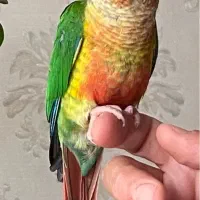 خ ری دار طوطی گرینچیک جوان دستی