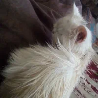 گربه پرشین آموزش دیده