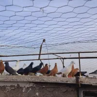 ۴۰ تا نر گلی .زرد .|پرنده|کرمان, |دیوار