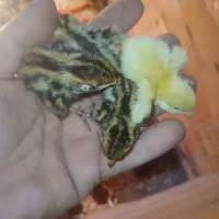 جوجه بلدرچین