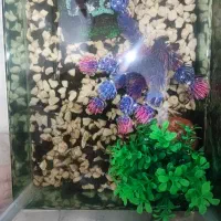 اکواریم با ماهی درحد|ماهی|قزوین, |دیوار