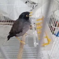 میناسخنگو|پرنده|چناران, |دیوار