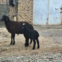 میش و بره|حیوانات مزرعه|رفسنجان, |دیوار