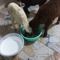 بره|حیوانات مزرعه|دزفول, |دیوار