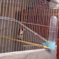 سهره نر و ماده