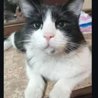 گربه گم شده پارک لاله گربه سیاه و سفید