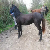 چند راس مادیان و کره|اسب و تجهیزات اسب‌سواری|ایلام, |دیوار