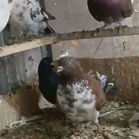 خرید کبوتر نر|حیوانات|مشکیندشت, |دیوار