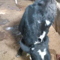 گوساله نر|حیوانات مزرعه|بروجرد, |دیوار