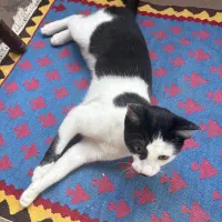 گربه تاکسیدو