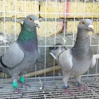 سبز خودمونی|پرنده|کازرون, |دیوار