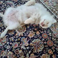 فروش توله سگ پامر|سگ|سیرجان, |دیوار