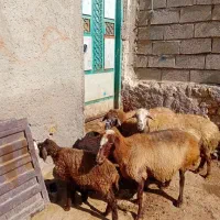 ۳عدد گوسفند جوان بوغاز  برای نگه داشتن