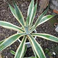 گل آگاو|گل و گیاه طبیعی|رشت, حومه رشت|دیوار