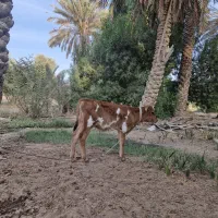 گاو جرسی با گوساله نر|حیوانات مزرعه|بندرعباس, |دیوار