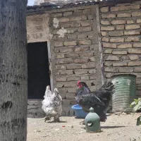 سه عدد مرغ و خروس|پرنده|هشتگرد, شهرک بعثت|دیوار