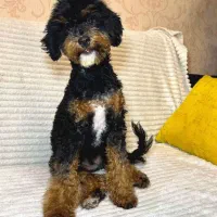 پودل ماده خاص|سگ|اسلامشهر, شهرک الهیه|دیوار