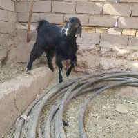 معاوضه گوسفند با موتور