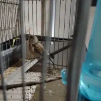 سهره سینه سرخ نر بقیه توضیحات توکلیپ هس اینجانشد