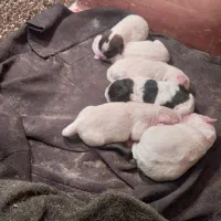 فروش توله سگ پا کوتاه یا بوبی از نسل خوب