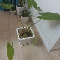 گل بابا آدم|گل و گیاه طبیعی|کرمانشاه, |دیوار