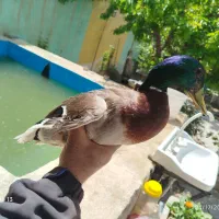 اردک پروازی نر