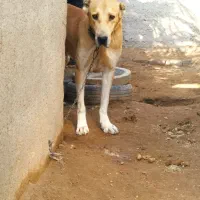 واگذاری نر سگ افغان