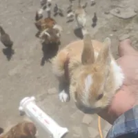 خرگوش