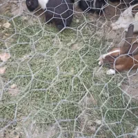 خر گوش|موش و خرگوش|سراوان, |دیوار