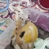 حلزون کلاژن ساز