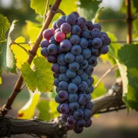 فروش نهال انگور ردگلوب صادراتی