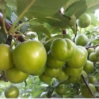 فروش نهال ریشه لخت عمده از خزانه|خدمات باغبانی و درختکاری|ارومیه, |دیوار